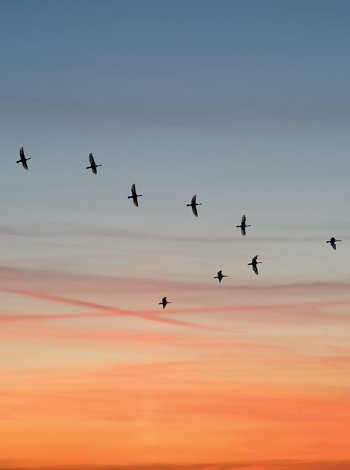 L’universo poliglotta